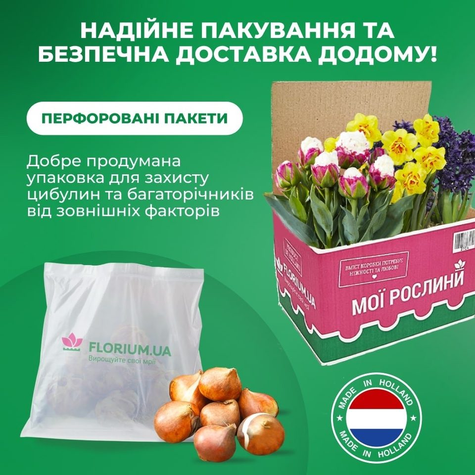 Надійне пакування та безпечна доставка цибулин